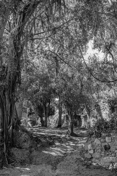 典型的城市环境，从邻里的日常生活，记录在Paquetá。黑白照片(单色)。图片下载