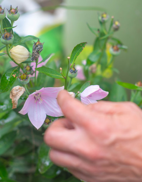 用爱心之手拍摄花园花朵照片图片下载
