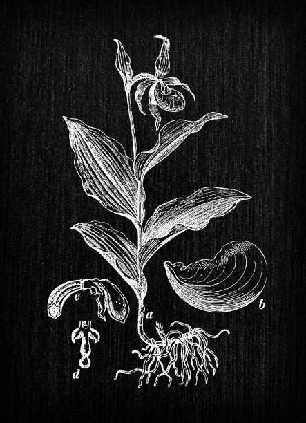 植物学植物仿古雕刻插画:杓兰(淑女花)图片下载