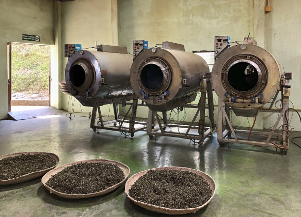茶园的茶叶干燥和发酵机器。图片下载