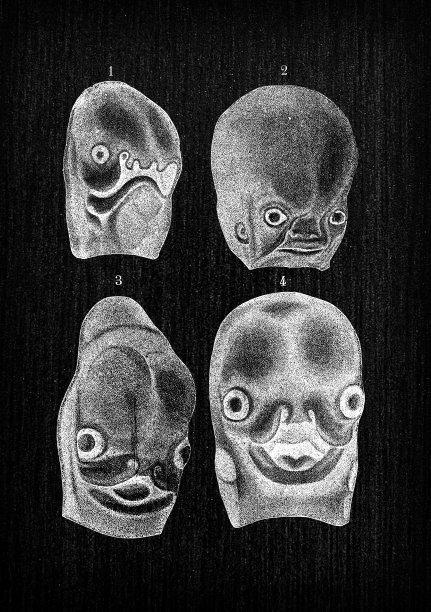 人体解剖学古董插图:人脸胎儿发育图片下载