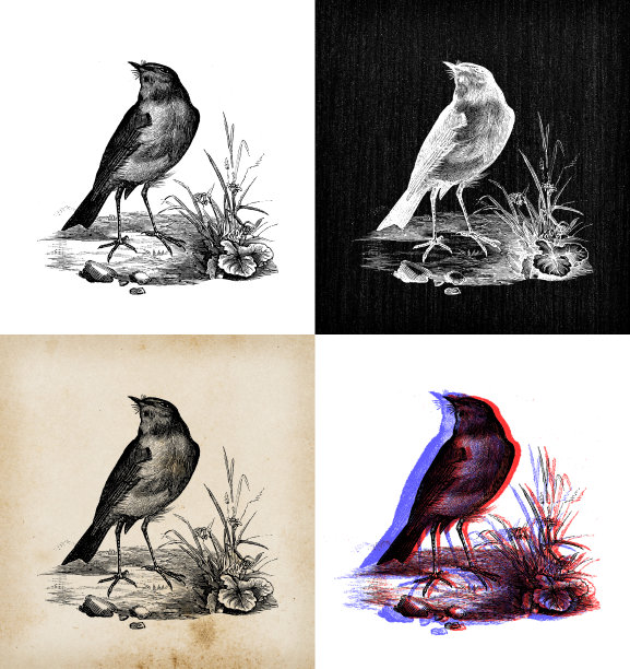 古代动物插画:欧洲知更鸟(Erithacus rubecula)图片下载