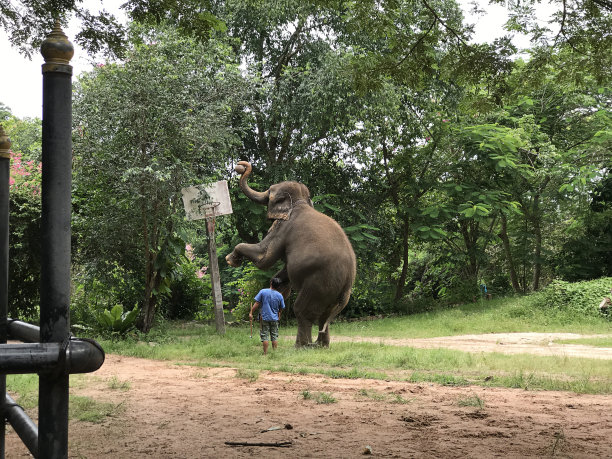 泰国春武里芭堤雅大象村的大象表演。图片下载