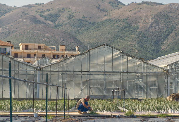 农夫在药圃里采摘多肉植物、仙人掌、龙舌兰图片下载