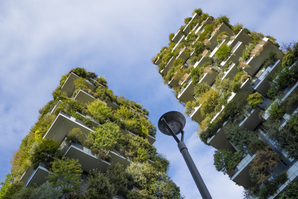 垂直森林图片下载