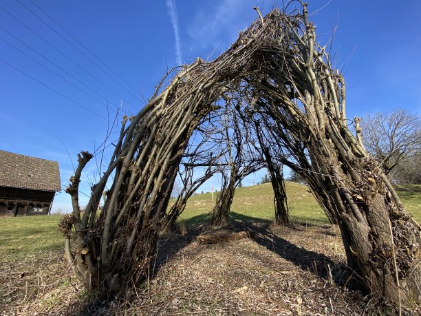 瑞士霍根州Zürich (Schweiz)， Bergweiher池塘旁和Grindelriet保护区Zürich (Zürichsee)。图片下载