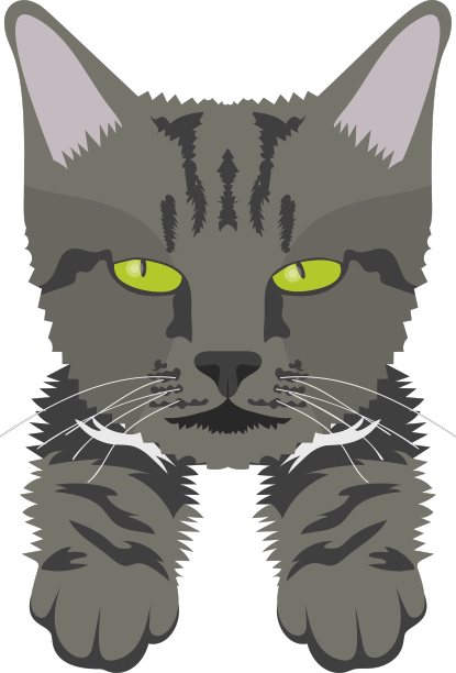 野猫图片下载
