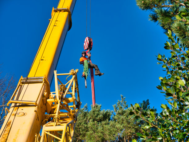 一名穿着防护装备和链锯的树木外科医生被吊在起重机的主吊钩上，悬挂在一棵受损的苏格兰松树上。这张照片是在冬天一个阳光明媚的日子拍摄的。图片下载