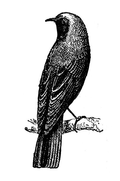 古玩插画:黑色红尾鸲(Phoenicurus ochruros)图片下载