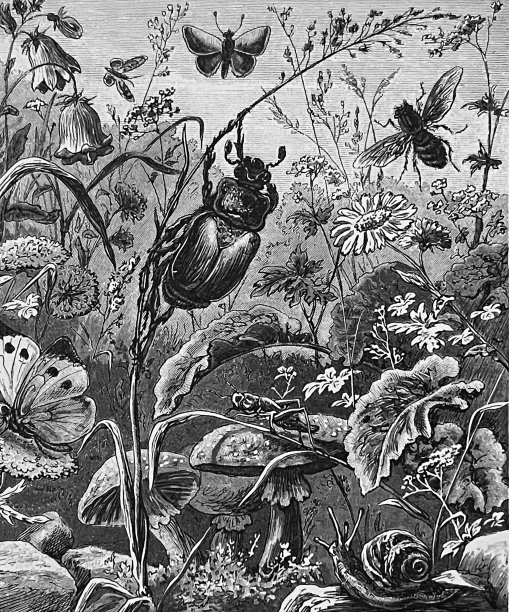 六月甲虫爬上一根稻草图片下载