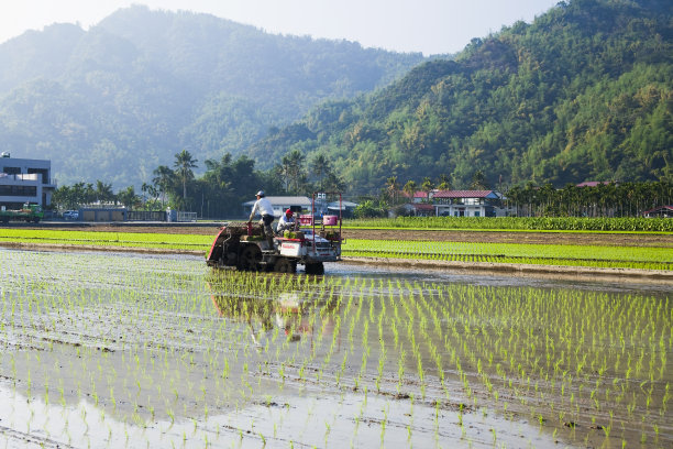 台湾高雄美农的农村稻田图片下载