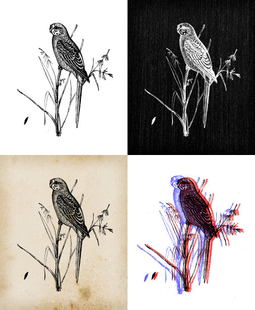 古董动物插画:虎皮鹦鹉(Melopsittacus undulatus)图片下载