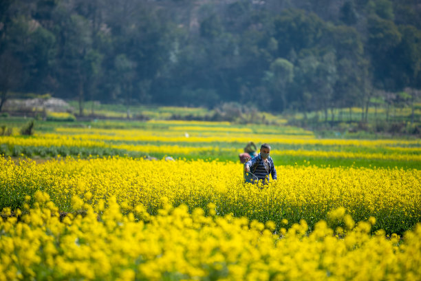 芥末领域图片下载
