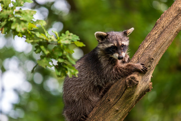 小浣熊，Procyon lotor图片下载