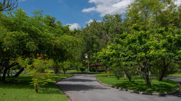 新的道路和美丽的树木轨道跑步或步行和自行车在公园放松。图片下载