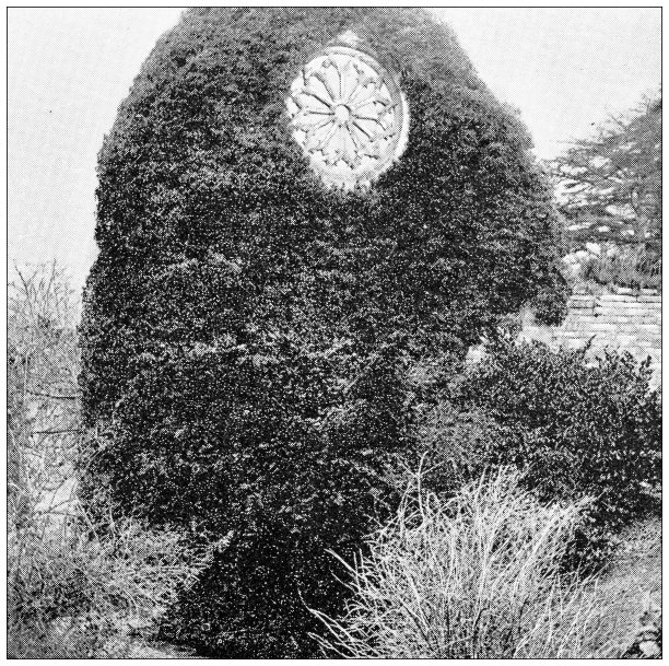 苏格兰古老的旅行照片:Dryburgh修道院，爬满常春藤的窗户图片下载