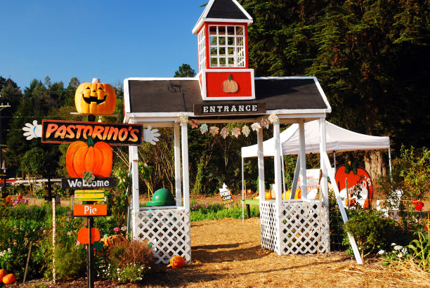 南瓜挑选农场图片下载