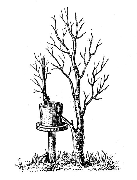 仿古插画:植物分层繁殖图片下载