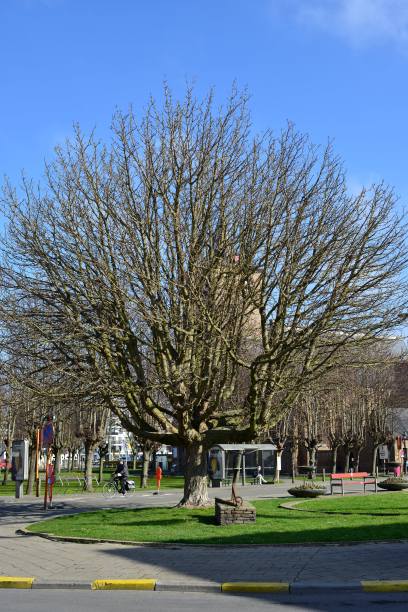 比利时海岸的阳光明媚的一天图片下载