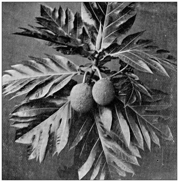 斯里兰卡的古董旅行照片:面包果图片下载