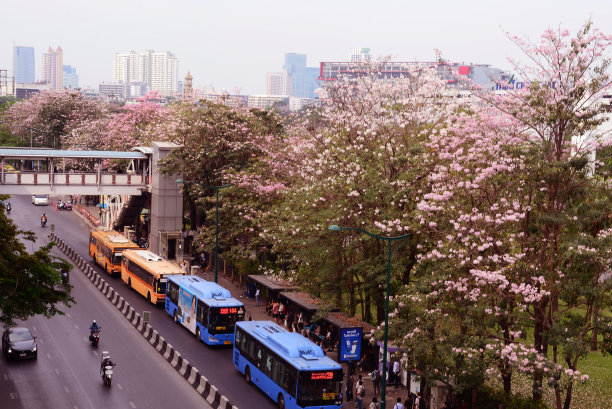泰国樱花(Chompoo pantip或粉红色的喇叭树)在Chatujak，防弹少年团Mochit火车站图片下载