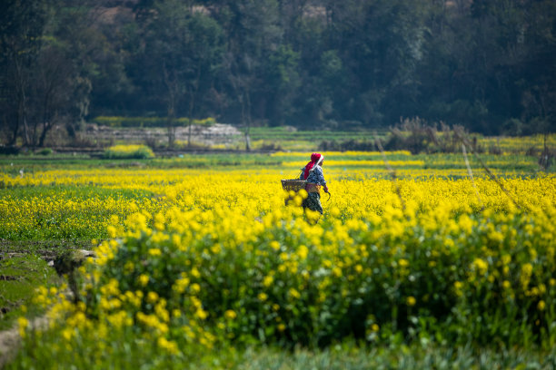 芥末领域图片下载