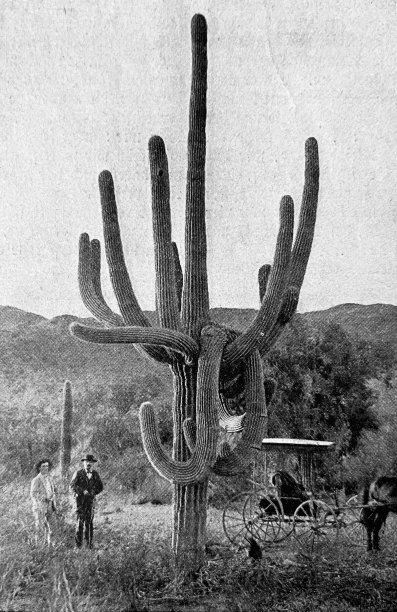 一个巨大的仙人掌户外图片下载