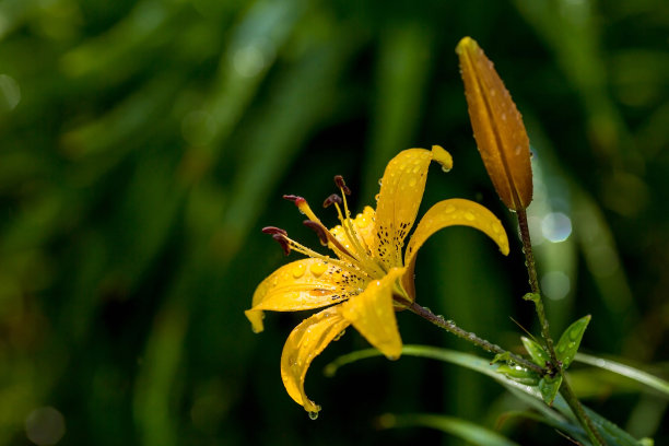 夏天的照片或背景与黄花。美丽的自然风景和开花的树。美丽健康的百合花在黄色的阴影中盛开。图片下载