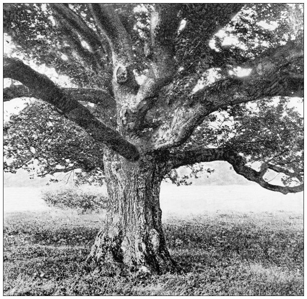 英国古玩旅行照片:英国橡树图片下载