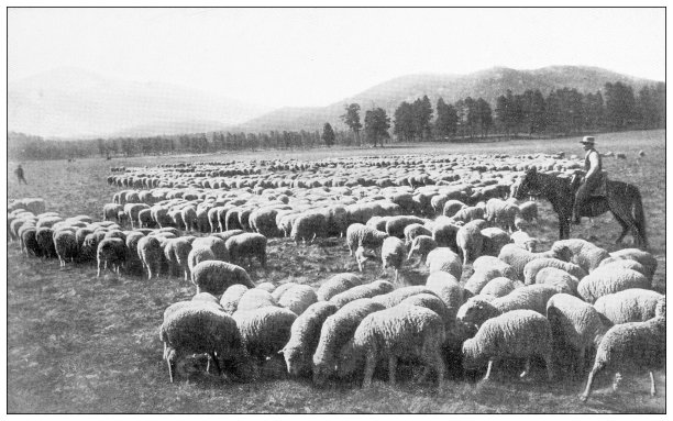 古色古香的加州旅行照片:牧羊人图片下载