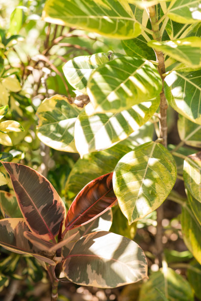 黄色和绿色的叶子在印度橡胶榕树Altissima '金色宝石'或'黄色宝石'杂色金色橡胶植物在南佛罗里达图片下载