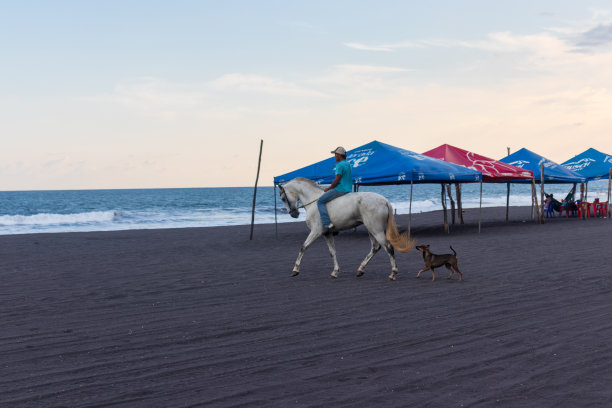 日落时分，在圣何塞港的海滩上，一名男子骑着一匹白马，后面跟着一只狗图片下载