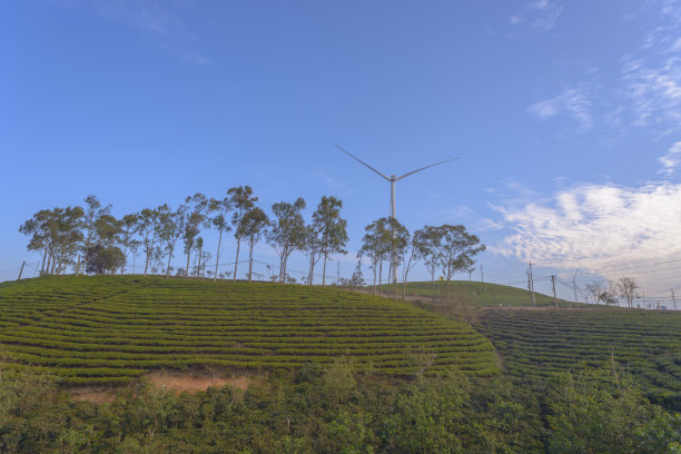 风景照片:考达茶园。这是一个风景秀丽，专门生产茶叶的地方。图片下载