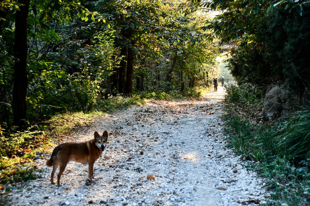 森林里的鹿，数码照片照片作为背景图片下载