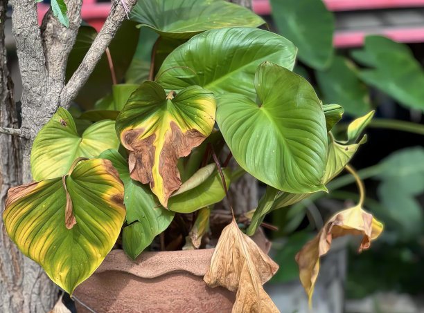 一个有很多叶子的盆栽植物的照片，花盆里有一棵植物坐在树上。图片下载