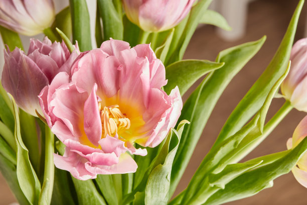 花束中的牡丹状郁金香。花的微距照片。春天观念，送礼为三八国际妇女节。图片下载