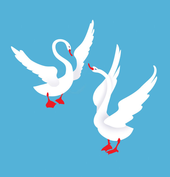 两只展开翅膀的白天鹅。蓝色背景插图图片下载