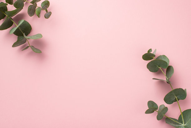 桉树枝叶的俯视图照片在角落孤立粉彩粉红色的背景与copyspace图片下载