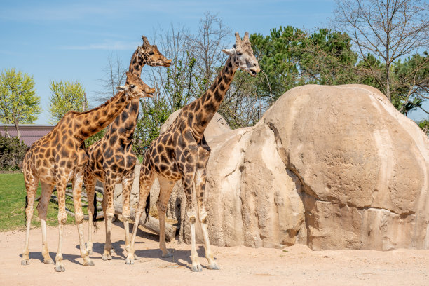 动物园或国家公园里的长颈鹿家族图片下载