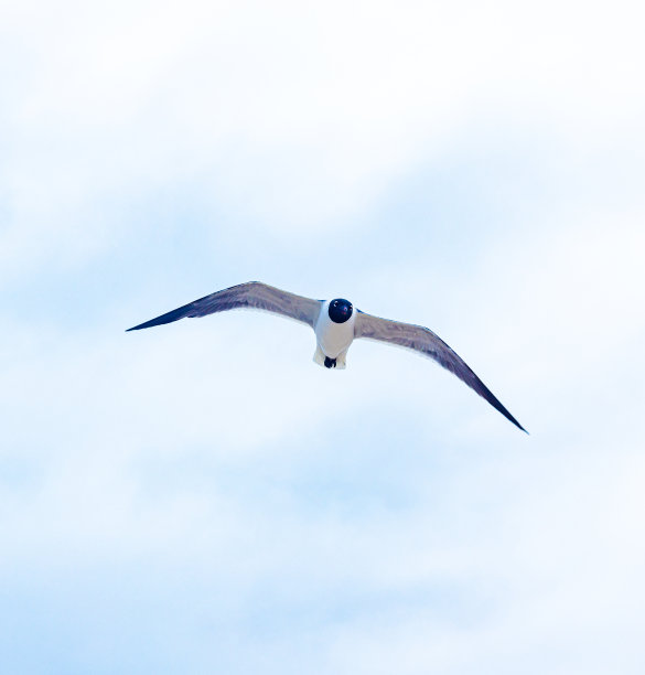 海鸥图片下载