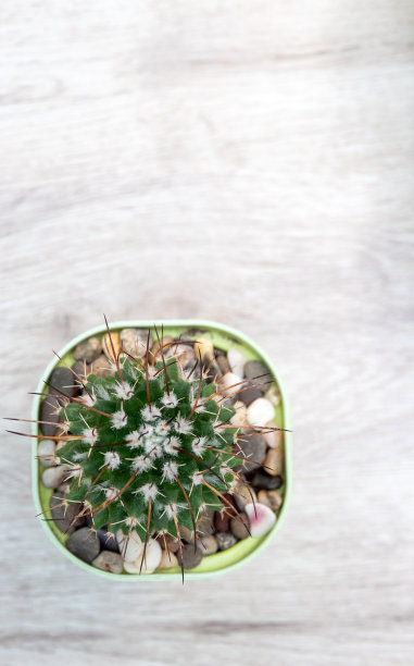 乳头状仙人掌在桌子上。空间的文本。从以上观点。特写镜头。有选择性的重点。关于爱好、植物的文章图片。图片下载