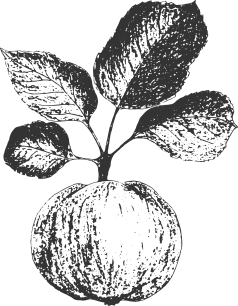 苹果枝上有果印和叶印图片下载