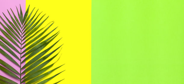 热带棕榈叶在明亮的黄绿色粉红色的背景。平面布局，俯视图，拷贝空间。夏天的背景,自然。创造性的最小背景与热带树叶。叶模式图片下载