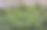 从里面看温室。浇水后许多绿色植物。角度看照片图片下载