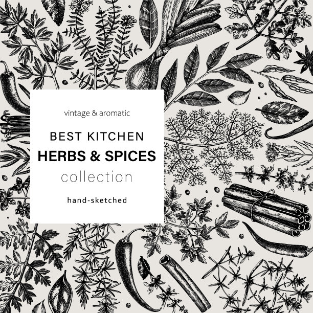 香草和香料矢量框架图片下载