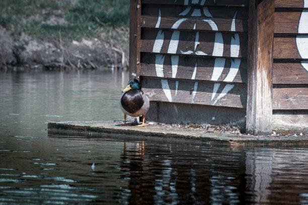 野鸭在湖上的船屋里休息。五月夏天在湖上的公园里鸭子。蓝色色调的照片处理图片下载
