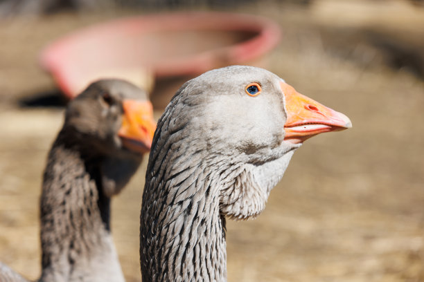 生态农场上行走的鹅的特写图片下载