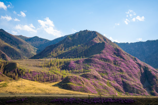 Chuysky束。在俄罗斯阿尔泰的山道上俯瞰美丽的风景。高质量的照片图片下载