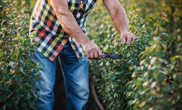 园艺。农民在种植园用剪刀剪树枝，特写照片。农业的概念图片下载