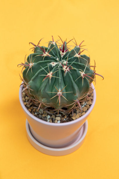 花盆中黄色背景下的大棘Ferocactus latispinus仙人掌。特写镜头。有选择性的重点。图片为文章的爱好，植物。图片下载